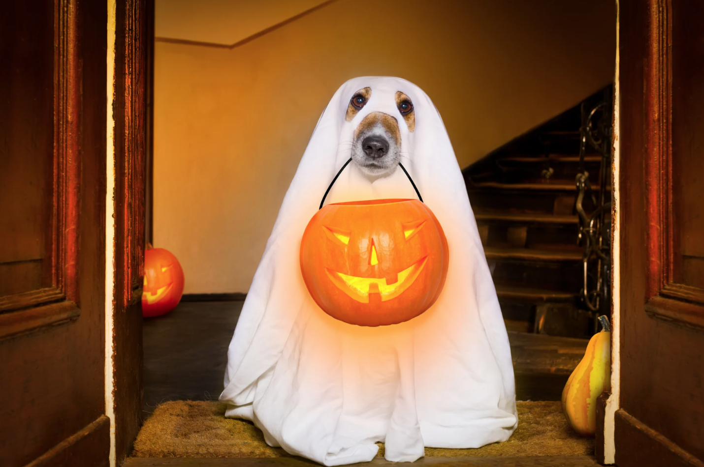cachorro fantasiado de fanstasma
